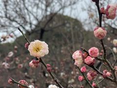 -无锡梅园公园