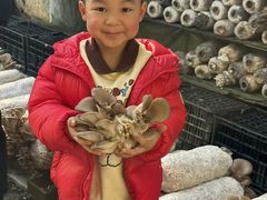 -大自然农场蔬菜草莓采摘园