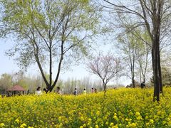 -唐岛湾公园