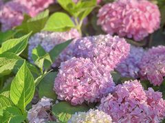 -上海衡山路十二号华邑酒店