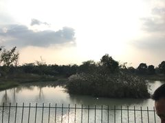 -中国扬子鳄村