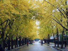 -三里屯东五街银杏大道