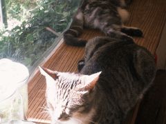 -海边的猫和咖啡馆