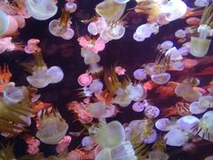 -烟台海昌鲸鲨海洋公园