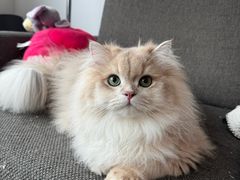 -lincat·猫舍(广州店)