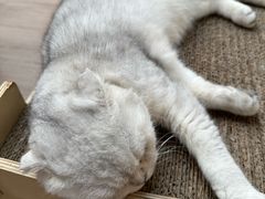 -有猫主题·治愈系猫咖(曾厝垵店)