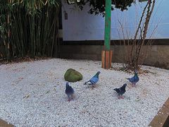 -无锡梅园公园