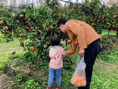 -前小桔亲子创意农场·草莓采摘·露营烧烤