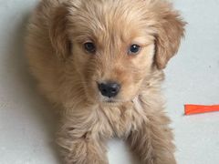 -米苏动物医院·犬猫专科·骨科外科内窥镜