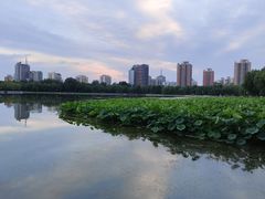 -莲花池公园