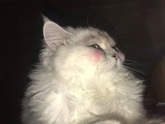 -猫大福·Fortune Cat猫舍(百子湾店)
