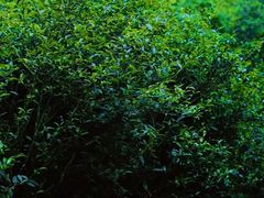 -武夷山风景名胜区-玉女峰