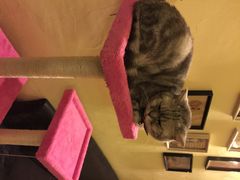 猫色咖啡-猫色咖啡·猫咖