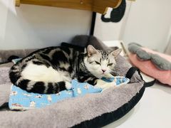 -COLOR PETS 撸猫馆·购猫·猫咖(长风大悦城店)