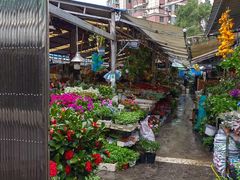 -曲阳花鸟市场(曲阳路店)