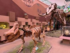 -陕西自然博物馆