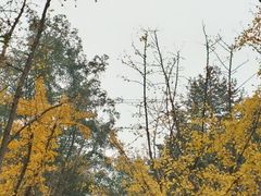 -重庆彩云湖湿地公园