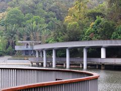 -银湖山郊野公园-相思林