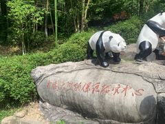 -都江堰中华大熊猫苑