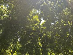 -上海佘山国家森林公园天马山园