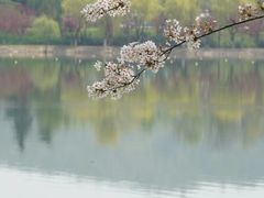 -羊山湖公园