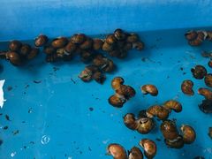 -旗鱼海番村(Orang Asli)