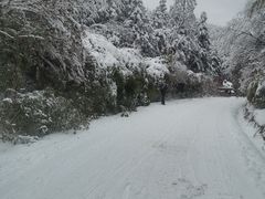 -武陵山森林公园