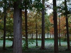 -黄海国家森林公园