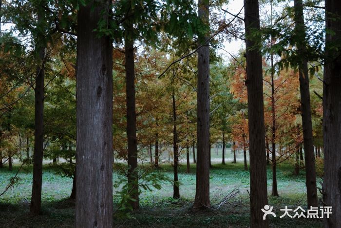 黄海国家森林公园图片