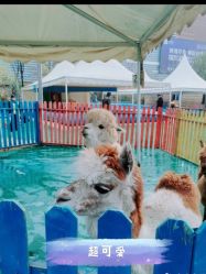 -萌宠亲子动物乐园(槐房万达店)