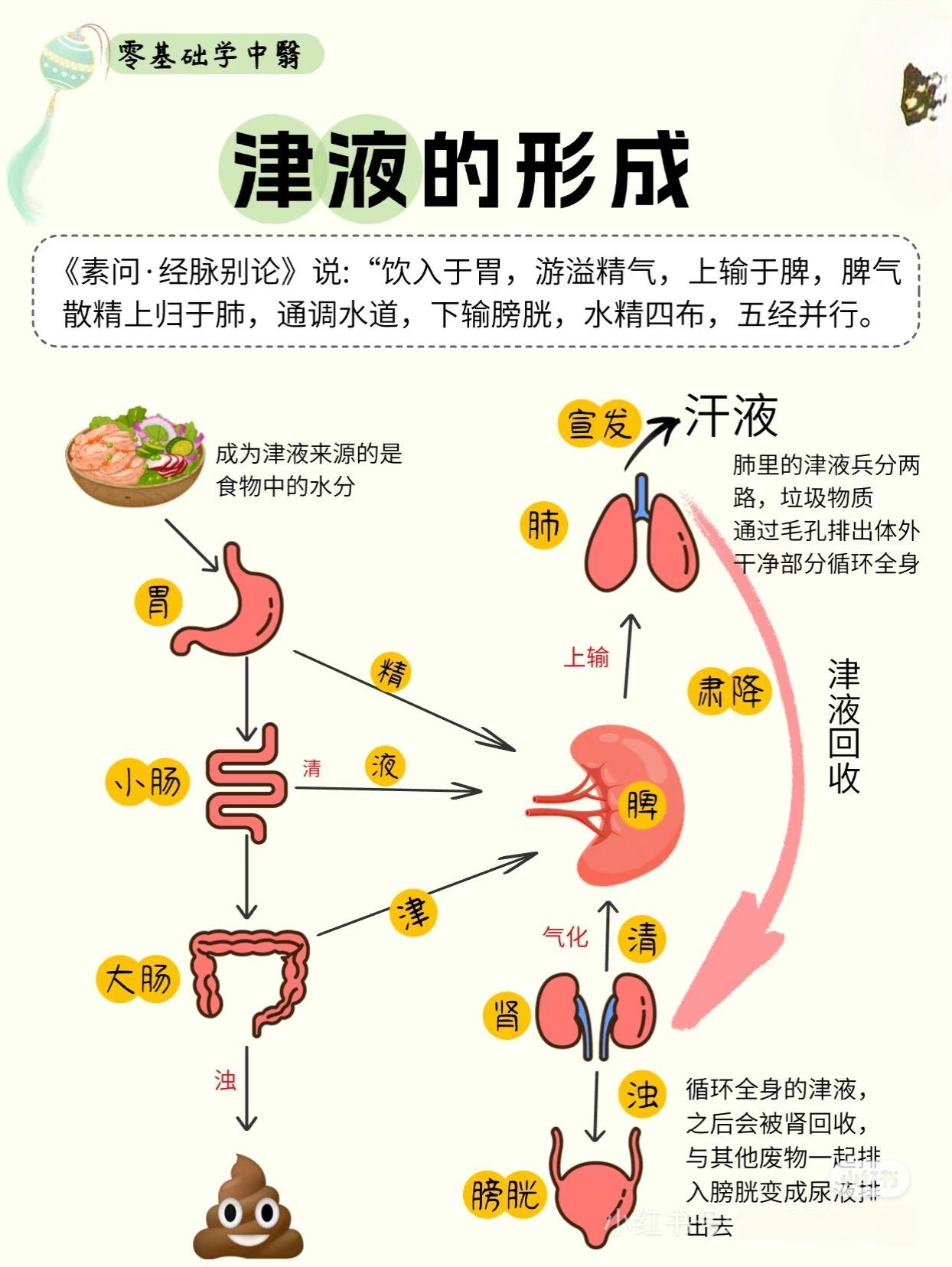 身体的"天然润滑剂"