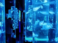 -西安曲江海洋极地公园