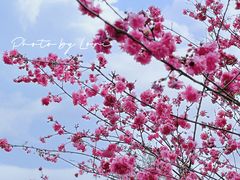 -中国科学院华南植物园