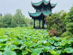 -桂湖森林公园