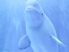 -多彩贵州城极地海洋世界