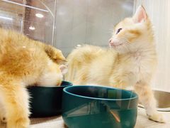 -飞行喵MR PILOT|猫舍·猫咖(静安大融城店)