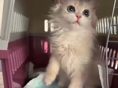 -喵zoo家庭繁育猫舍(尖东智能花园店)