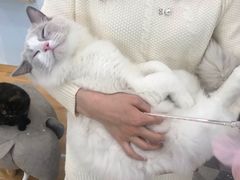 -猫冇咖·家门口的撸猫馆(大融城店)