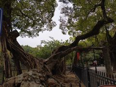 -小洲村