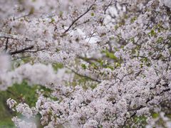 -上海辰山植物园