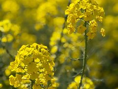 -中国天府农业博览园