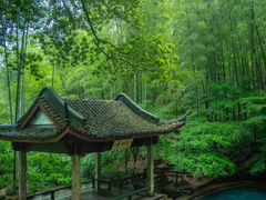 -龙坞茶村