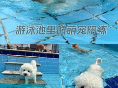 -趣玩宠物乐园寄养训犬训狗游泳池