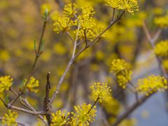 -九如山休闲旅游度假区