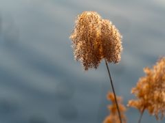 -野鸭湖国家湿地公园