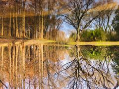 -上海共青森林公园