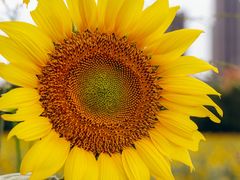 -光明小镇欢乐田园