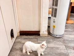 -楼上猫咖(罗湖店)