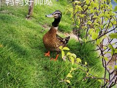 -香山湖公园