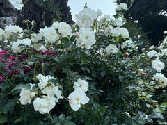 -人民公园(罗湖区)